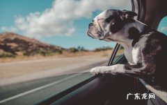 狗狗睡得好好的突然叫 狗狗做噩梦了怎么安抚