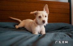 狗狗吃石榴籽会怎么样 狗狗可以吃软籽石榴吗