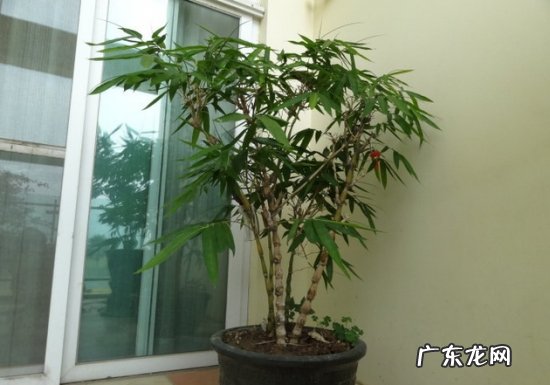 盆景节节高竹子怎么养 使盆竹矮化有哪些方法