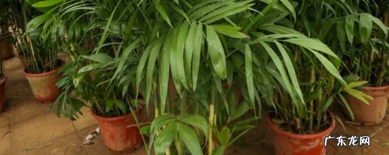 夏威夷竹子的养殖方法和注意事项 夏威夷竹子怎么养才能更旺盛