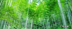 竹子多少年开一次花 竹子一生只开一次花吗