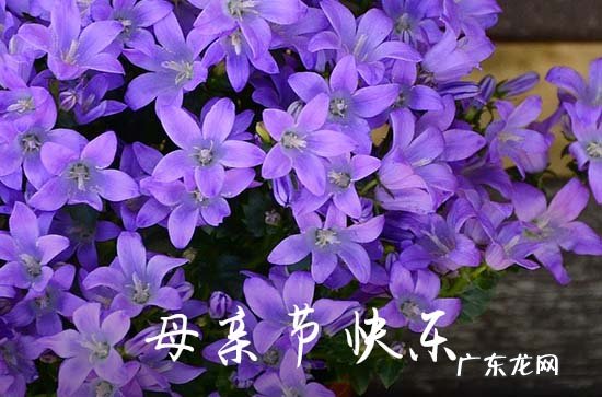 2023年母亲节送给妈妈的创意短信祝福语