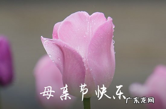 2023暖心母亲节QQ祝福语合集49句