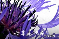2023年祝母亲节快乐的祝福语微信大合集41句