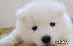 萨摩耶四个月20斤正常吗 6个月萨摩耶正常体重