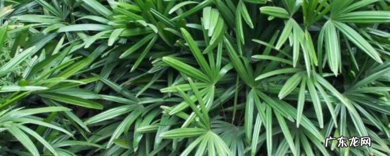 观音竹冬天会不会冻死 观音竹冬天怎么养不会死