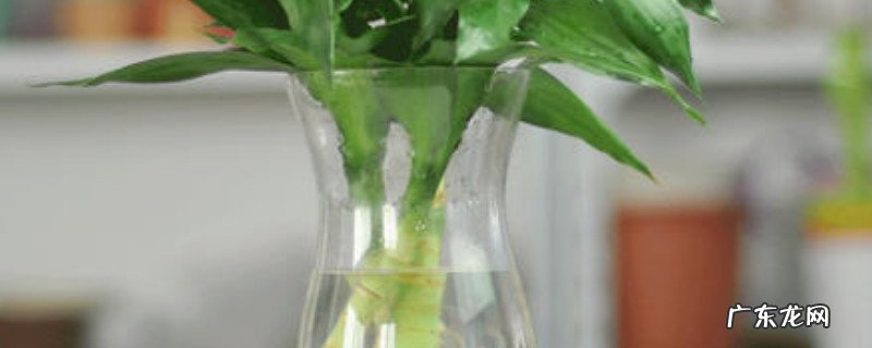 水培观音竹叶子干了怎么办 水培观音竹杆子瘪了