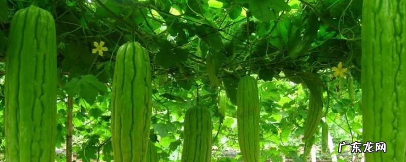 炒苦瓜窍门,如何炒苦瓜更好