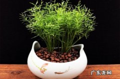 竹子的花语和象征意义 武竹的花语及象征意义