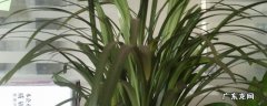 沿阶草开花吗 沿阶草可以弄成盆栽吗