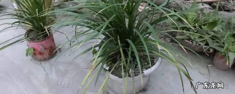 沿阶草是常绿植物吗 沿阶草可以盆栽吗