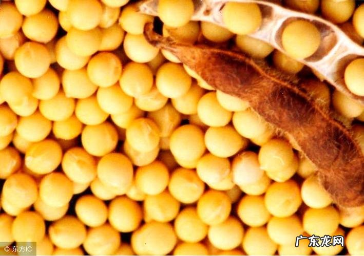 大豆现在多少钱一斤?听专家怎么说,别错过!