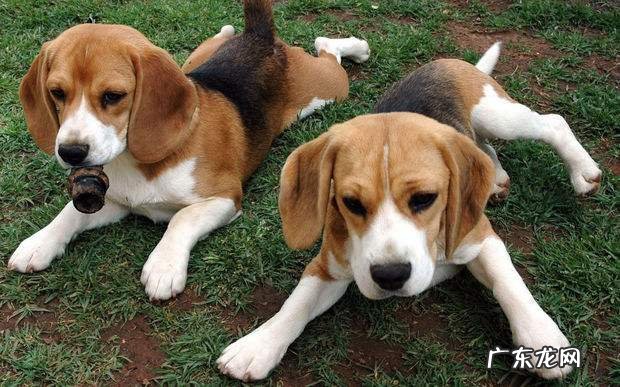 灵缇犬 米格鲁猎兔犬智商