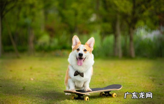 柯基三色贵还是双色贵 威尔士柯基和瑞典柯基的区别