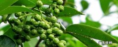 青花椒油怎么做又麻又香,青花椒油怎么做好吃