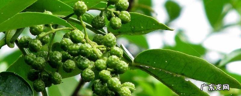 青花椒油怎么做又麻又香,青花椒油怎么做好吃