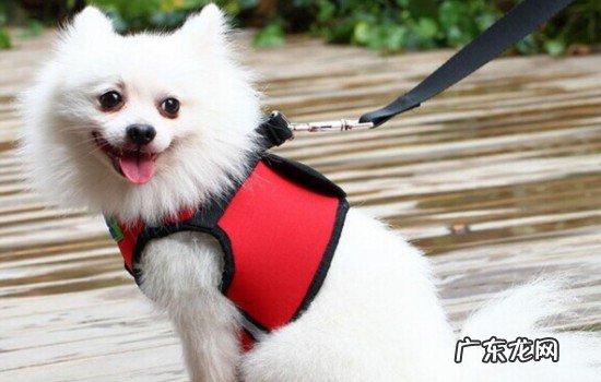 博美犬嘴尖好还是嘴短好 尖嘴博美和圆嘴博美的区别