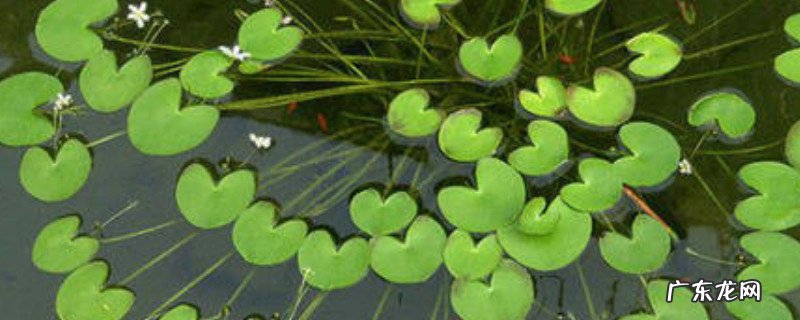 荇菜是什么 荇菜是铜钱草吗