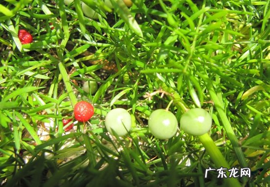 天门冬的养殖方法和注意事项 怎样养护好天门冬