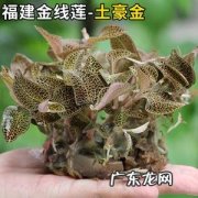 金线莲市场价多少？一斤多少钱？金线莲怎么卖？
