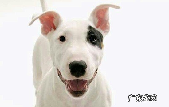 斯塔福犬有几种体型 斯塔福犬适合家养吗