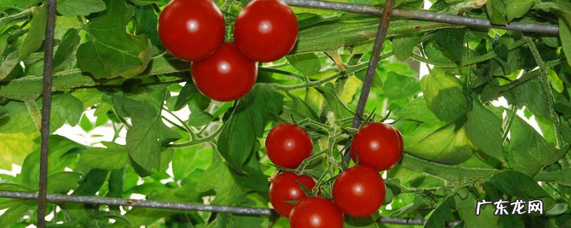 番茄怎样打枝才能多结果 蕃茄怎样打枝结果多