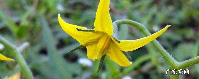 番茄花谢后果子一直不长 番茄只开花就掉了缺什么