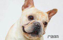 法斗一只正常要多少钱 法斗犬的优缺点及性格