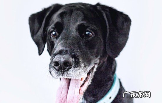 拉布拉多犬怎么训练 拉布拉多犬和金毛区别在哪里