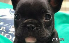 巴哥犬市场价多少钱一只 八哥和法斗区别是什么