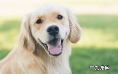 大型狗狗排行榜前十名 体型大的狗都有哪些