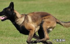 纯种德国牧羊犬47万 德国牧羊犬哪里买