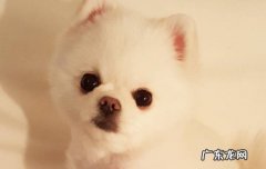小博美为什么养不活 女生为什么不能养博美的原因