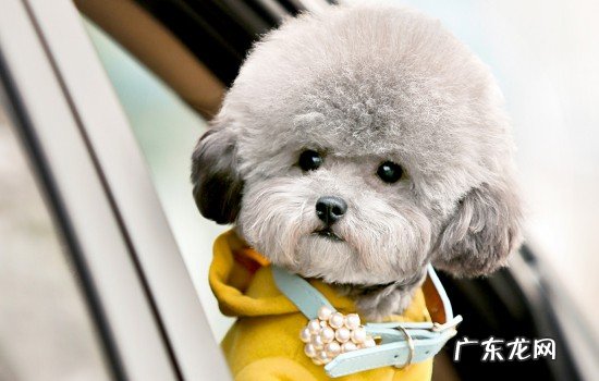 适合独居女生养的护卫犬 女孩子养什么狗比较好