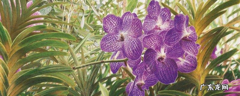 千代兰寓意 万代兰的花语及含义