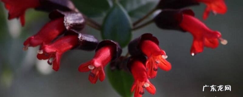 口红花怎么养 口红花的养殖方法和注意事项
