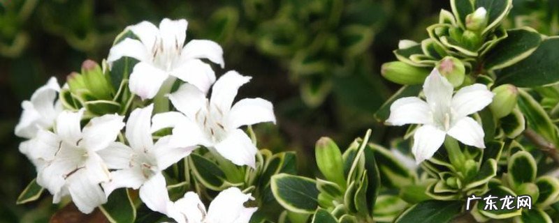 六月雪的寓意是什么 六月雪的花语和寓意