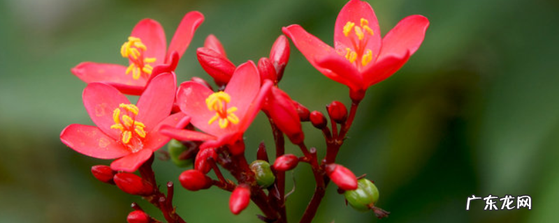 琴叶珊瑚花程式 琴叶珊瑚花的花语