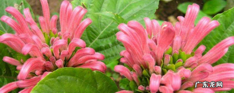 珊瑚花卉的养殖方法 珊瑚花怎么能栽活