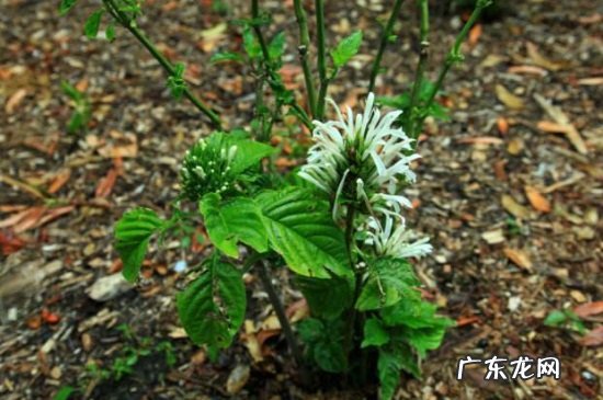 绿珊瑚盆栽怎么扦插 珊瑚花的扦插繁殖步骤