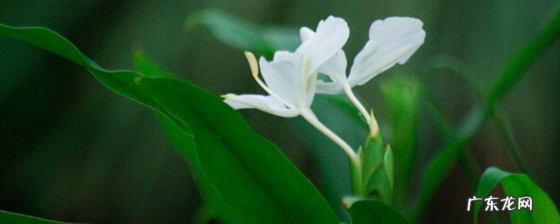 姜花怎么养花开得久一点 姜花在花瓶可以养多久