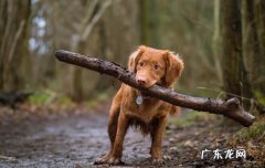十大新手最好养的狗狗 伯瑞犬性格特征