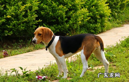 为什么不能打比格犬 比格几个月就定型了