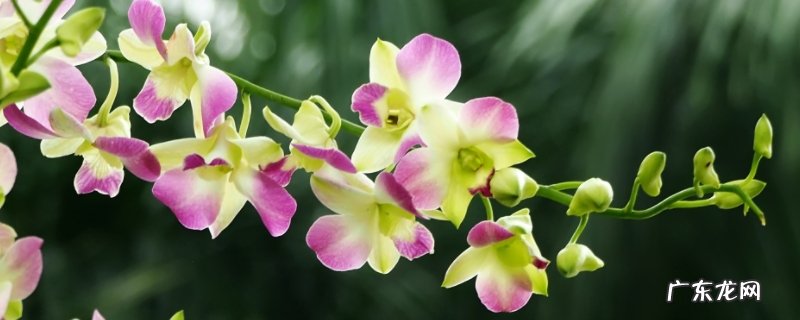 春石斛兰和秋石斛兰的区别 春石斛和秋石斛的区别