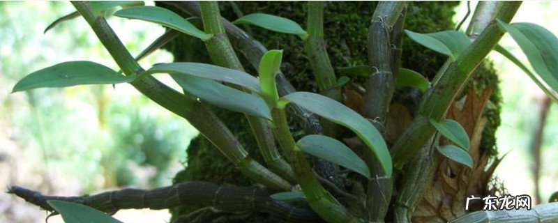 石斛的栽培方法及注意事项 石斛的栽培技术和方法