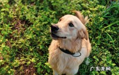 狗狗几岁算是成年犬 金毛狗狗多大算成犬