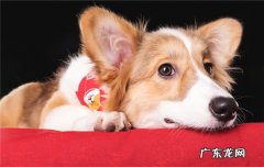 不纯的柴犬长大后的样子 从耳朵分辨柴犬和土狗