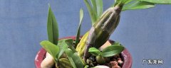 石斛兰开过花老枝怎么办 石斛开过花老枝怎么办