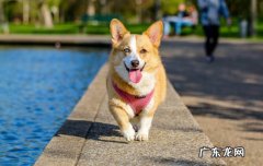 白柴犬的优缺点 日本柴犬的优缺点