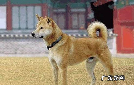 英斗和法斗哪个臭 英斗牛一生认几个主人